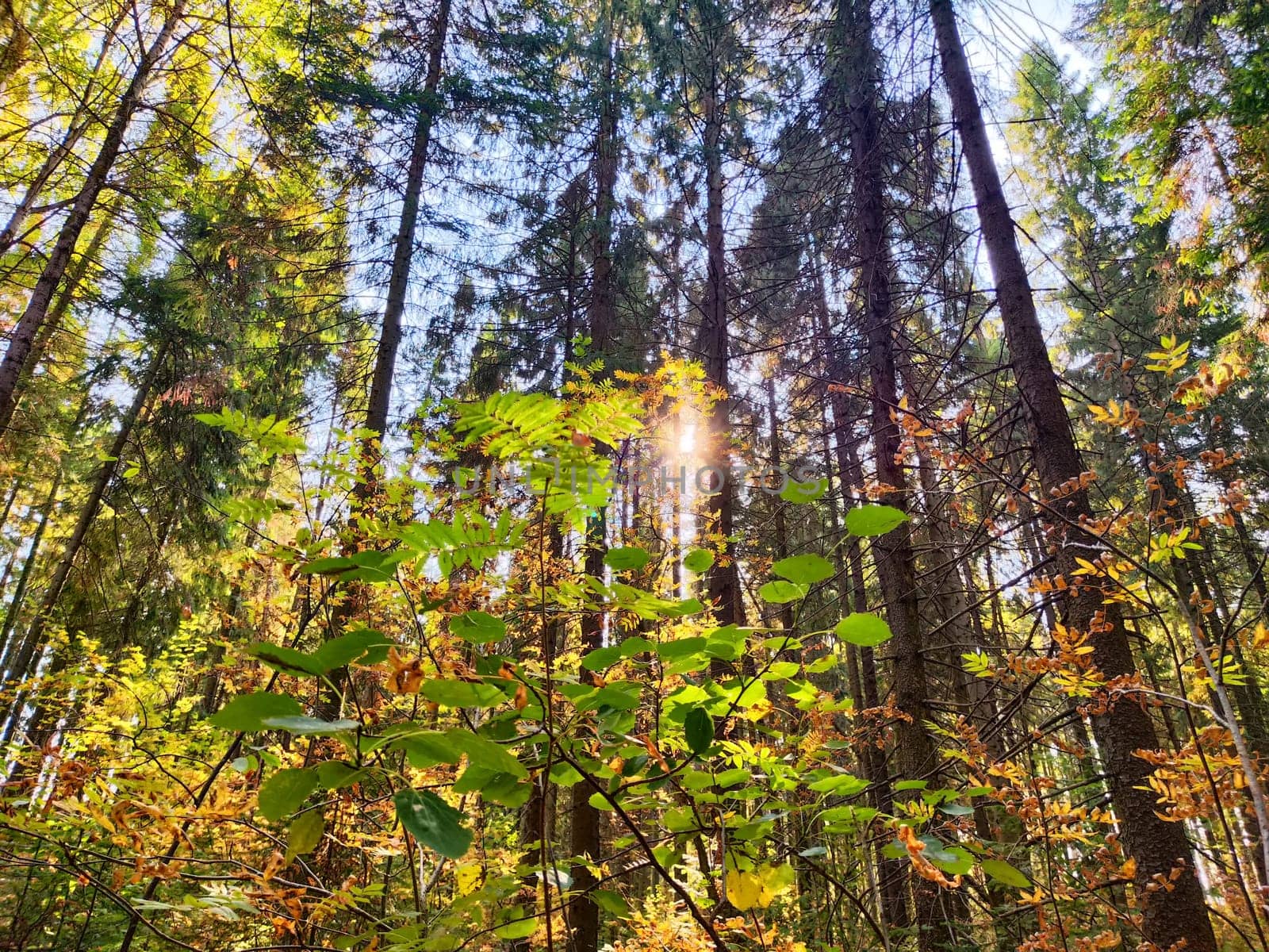 Golden and orange leaves decorate tall trees under a bright sky, creating a tranquil atmosphere in a lush forest.