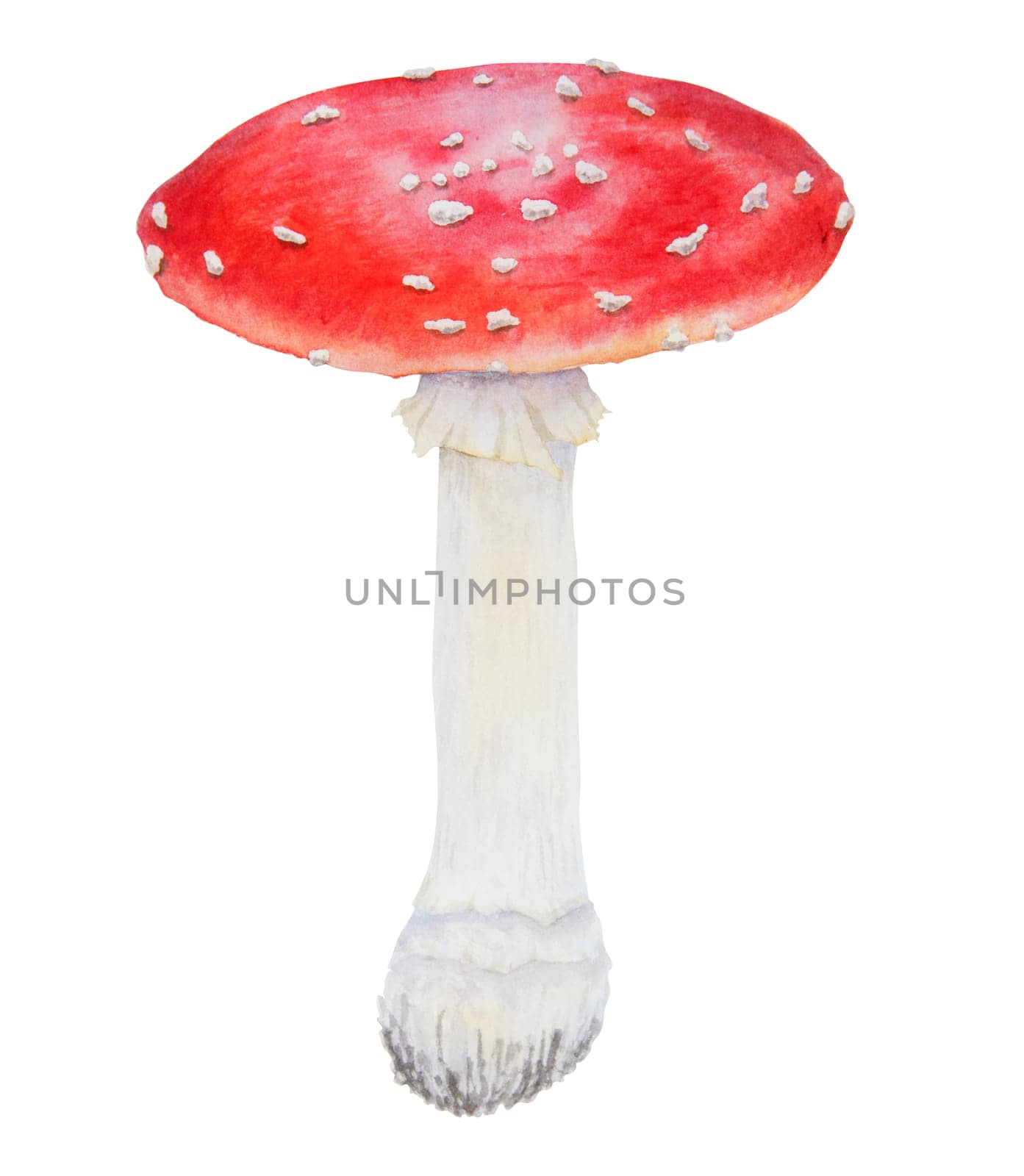 Red fly agaric. Watercolor hand drawn illustration. Realistic botanical Amanita muscaria mushroom clip art for eco goods, textiles, natural herbal medicine, healthy tea, cosmetics, homeopatic remedies.
