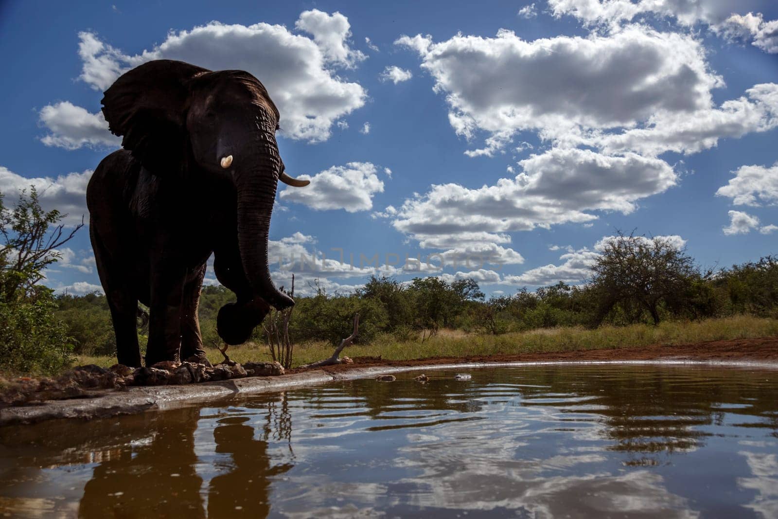 African bush elephant in wide angle view at waterhole in Kruger National park, South Africa ; Specie Loxodonta africana family of Elephantidae