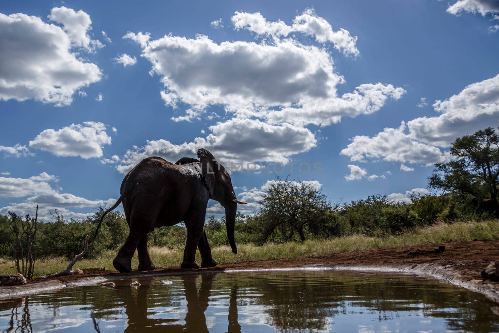 African bush elephant walking along waterhole in Kruger National park, South Africa ; Specie Loxodonta africana family of Elephantidae