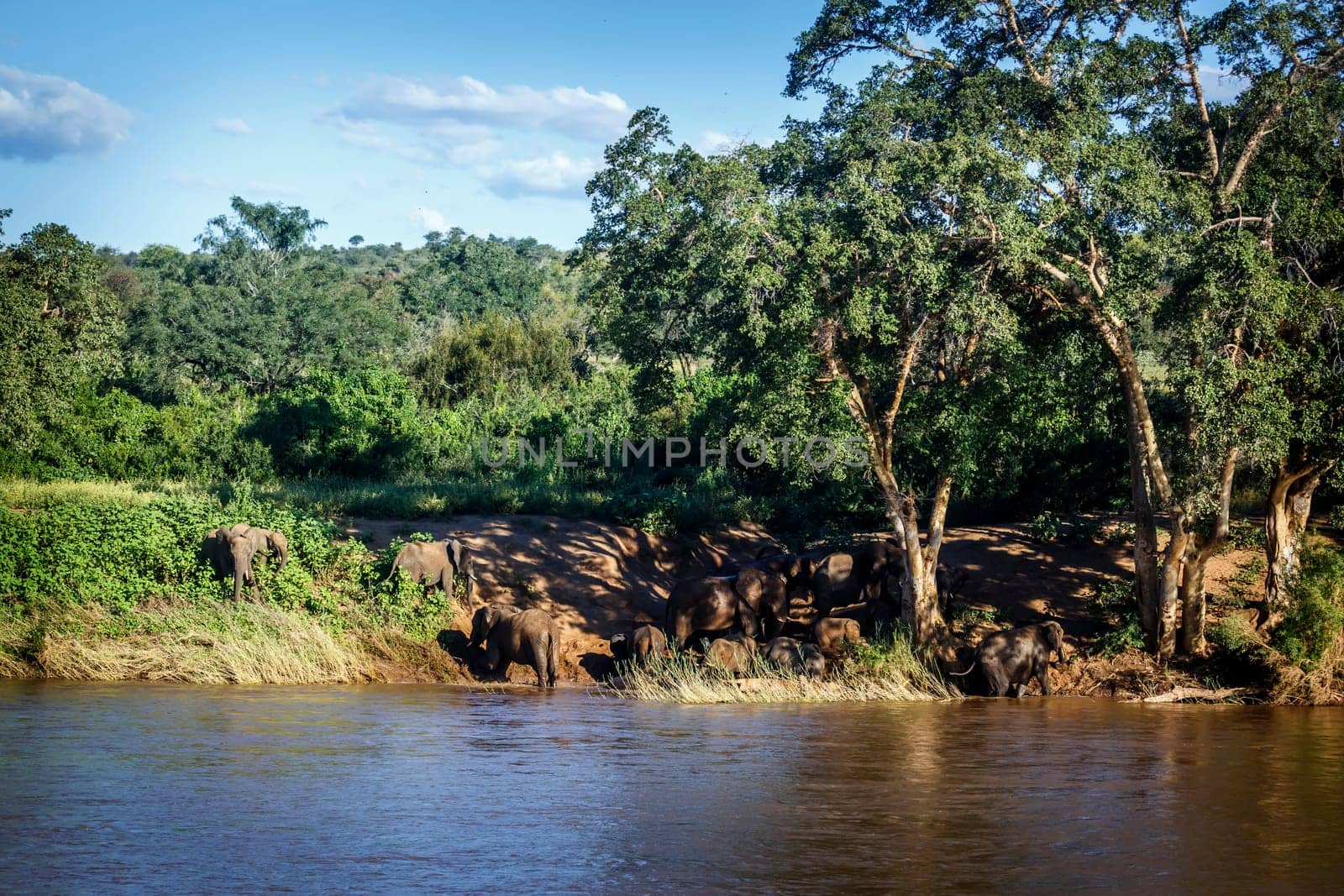 African bush elephant herd on riverside in Kruger National park, South Africa ; Specie Loxodonta africana family of Elephantidae