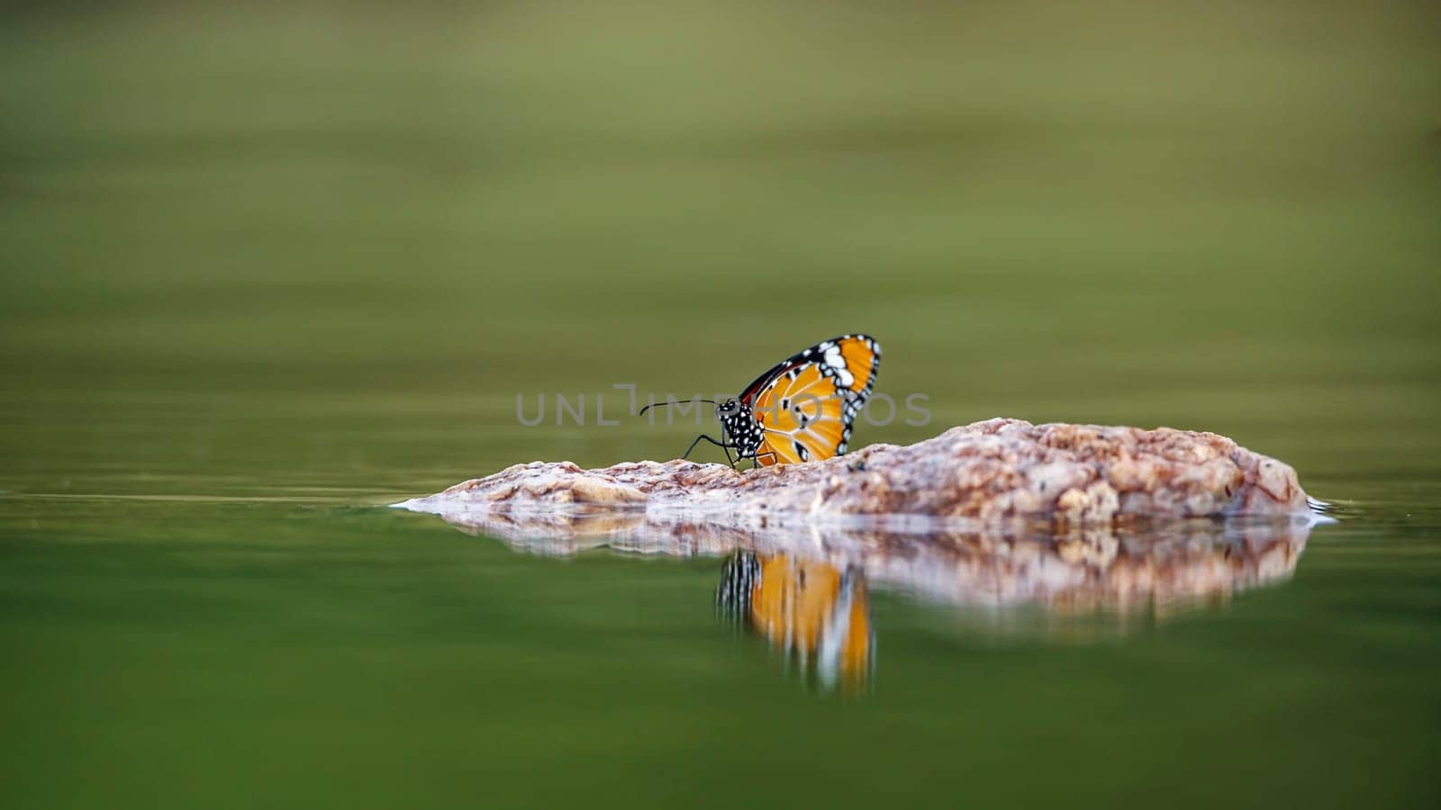 Butterfly in Kruger national park, South Africa by PACOCOMO