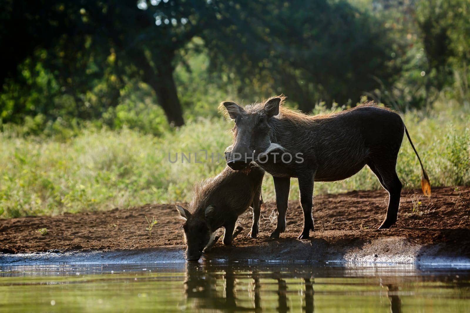 Common warthog female and cub at waterhole in Kruger National park, South Africa ; Specie Phacochoerus africanus family of Suidae