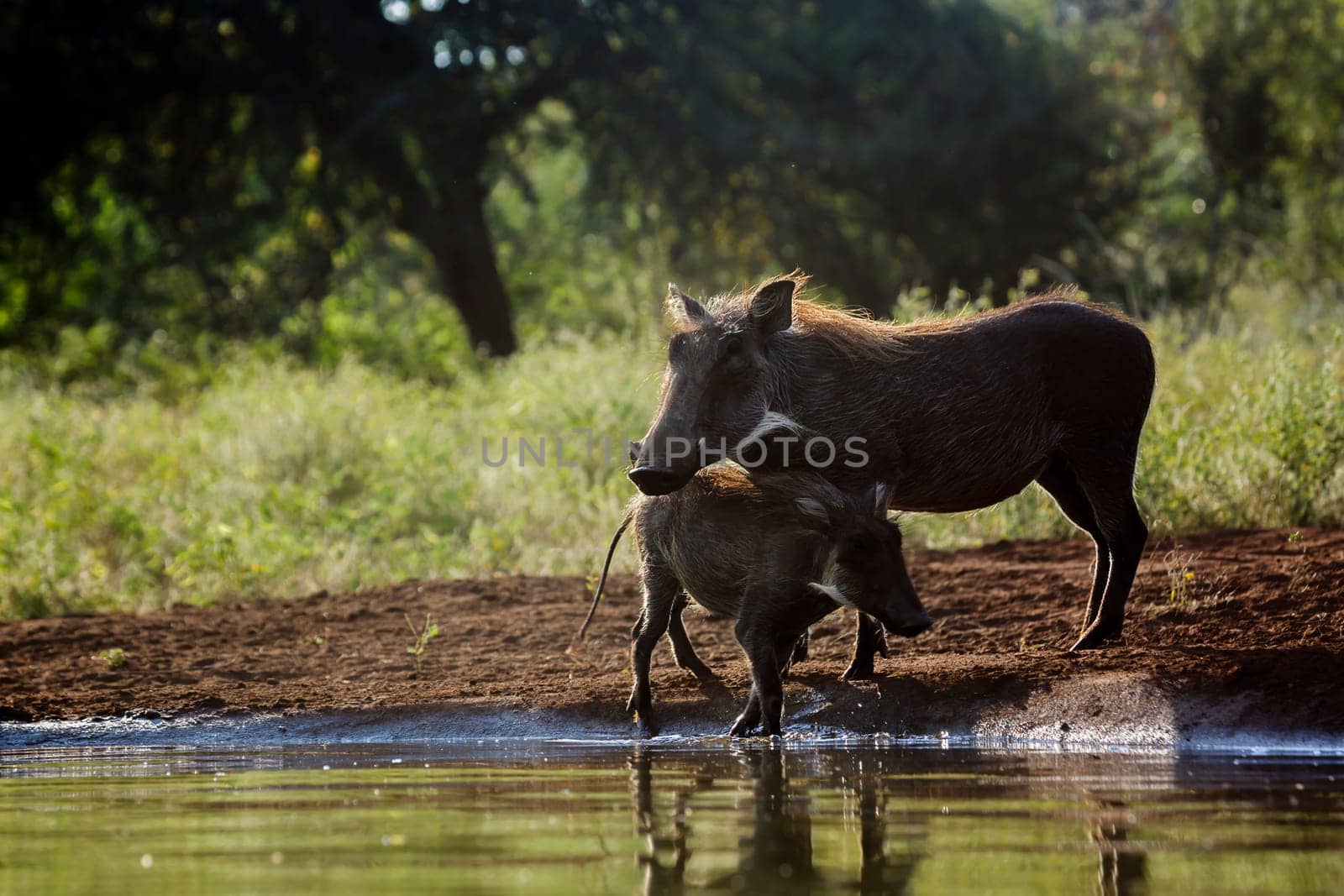 Common warthog in Kruger national park, South Africa by PACOCOMO