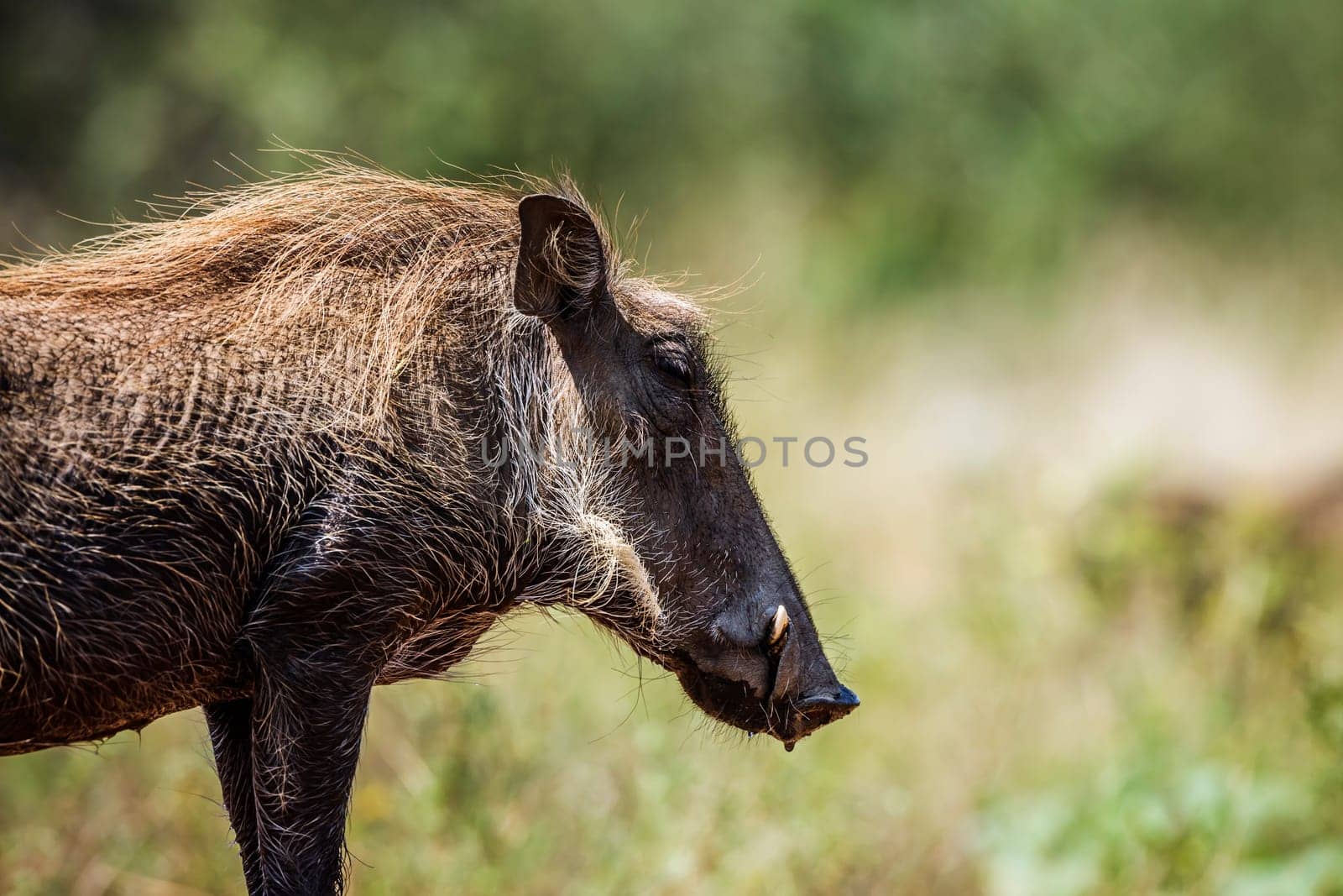 Common warthog in Kruger national park, South Africa by PACOCOMO