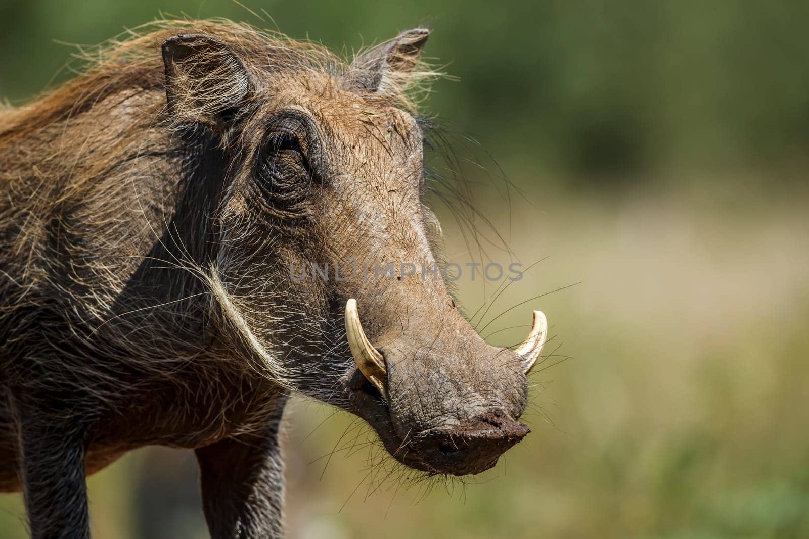 Common warthog in Kruger national park, South Africa by PACOCOMO