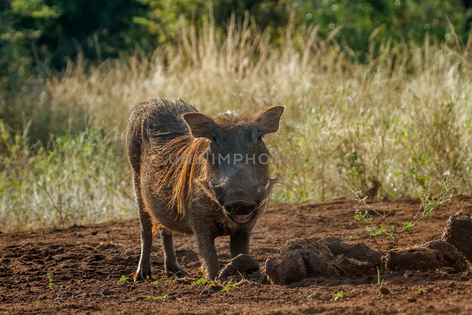 Common warthog in Kruger national park, South Africa by PACOCOMO