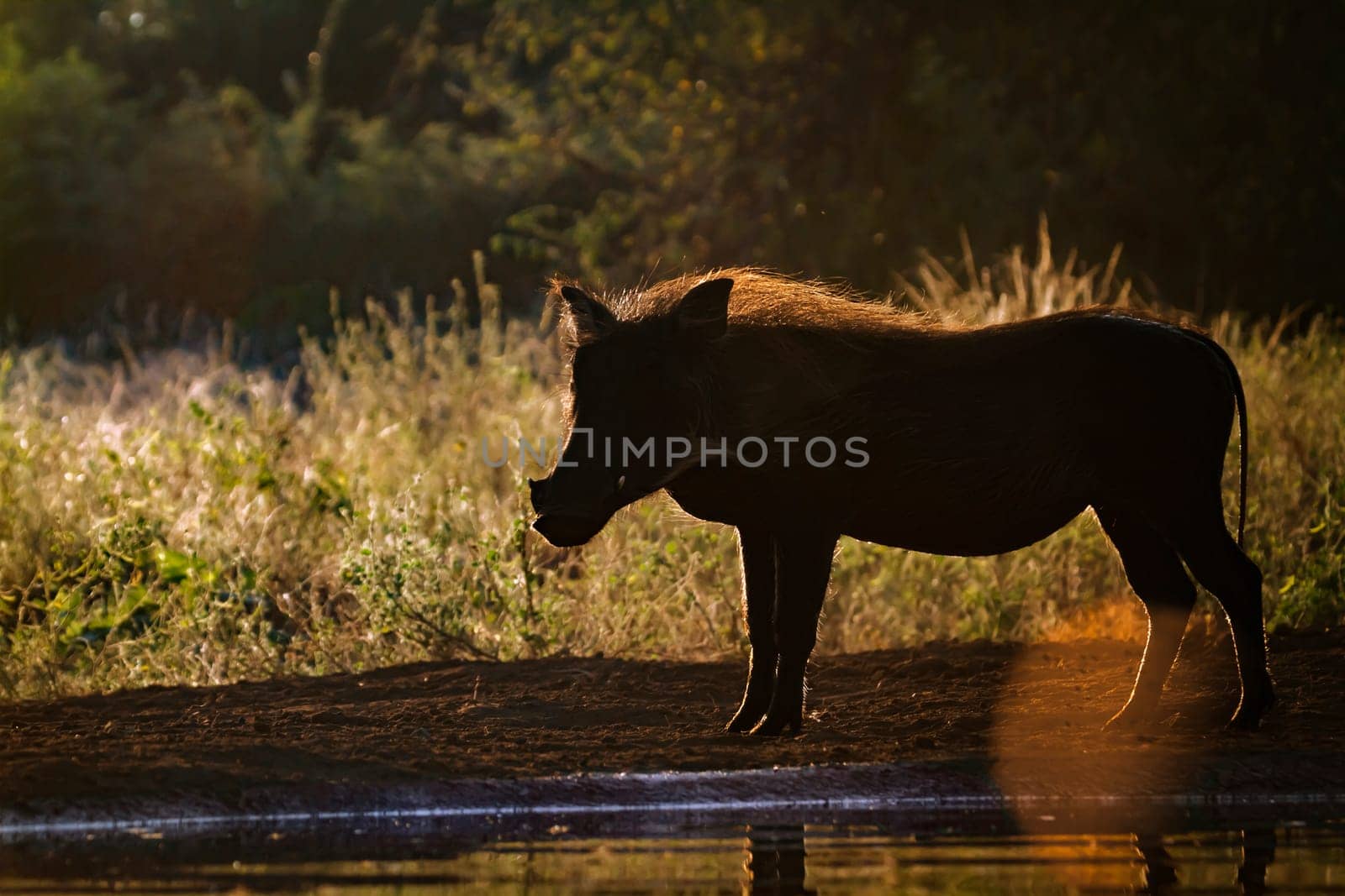 Common warthog backlit at sunset in Kruger National park, South Africa ; Specie Phacochoerus africanus family of Suidae