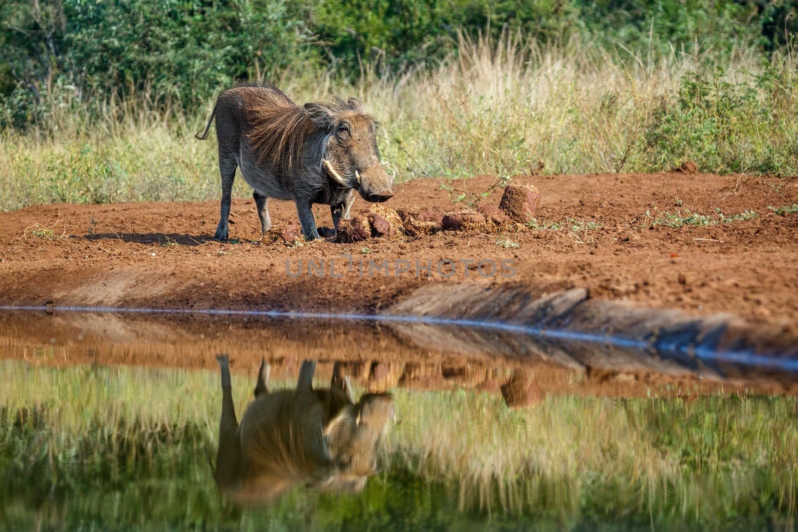 Common warthog in elephant dung along waterhole in Kruger National park, South Africa ; Specie Phacochoerus africanus family of Suidae