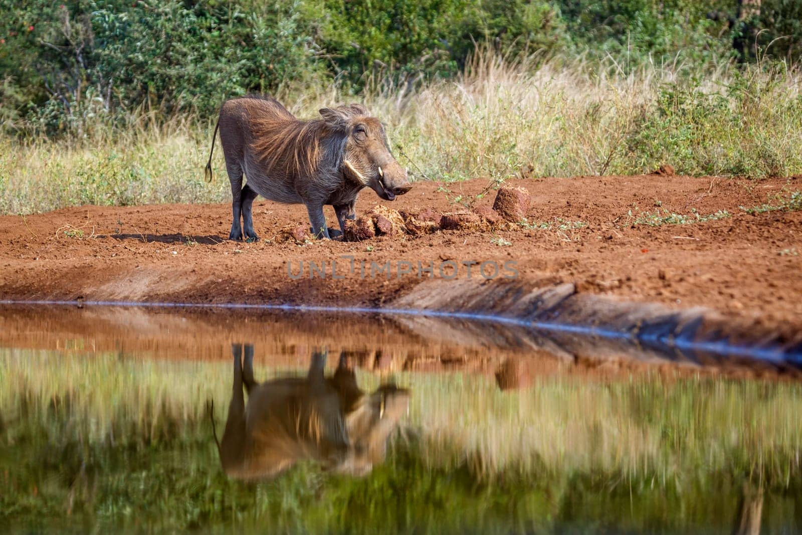 Common warthog in elephant dung along waterhole in Kruger National park, South Africa ; Specie Phacochoerus africanus family of Suidae