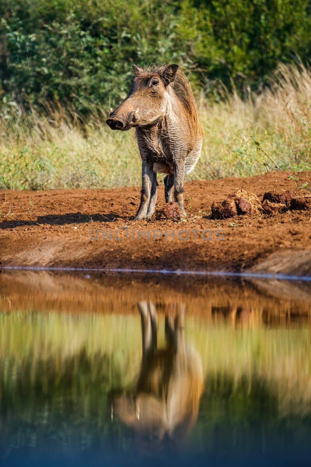 Common warthog standing along waterhole with reflection in Kruger National park, South Africa ; Specie Phacochoerus africanus family of Suidae