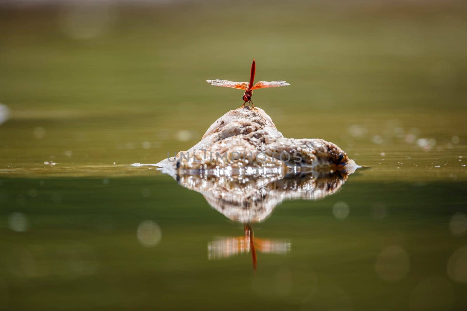 Red Dragonfly standing on a rock in middle of water  in Kruger National park, South Africa