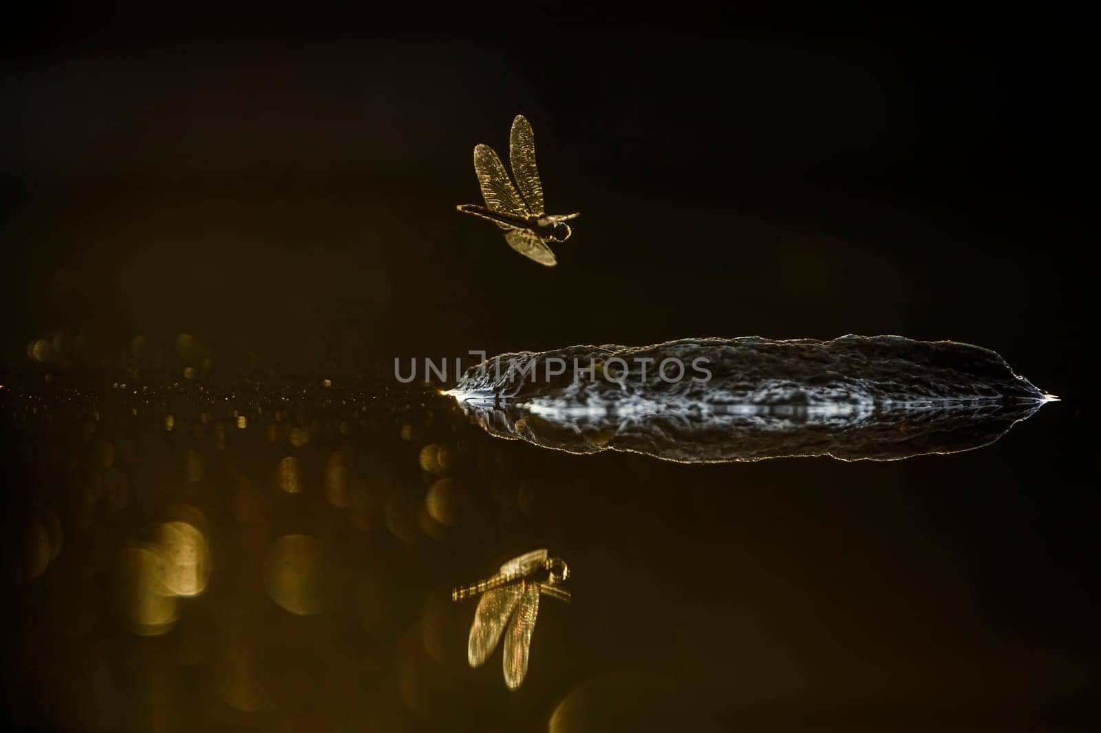 Dragonfly on rock in middle of water with spark at dawn in Kruger National park, South Africa