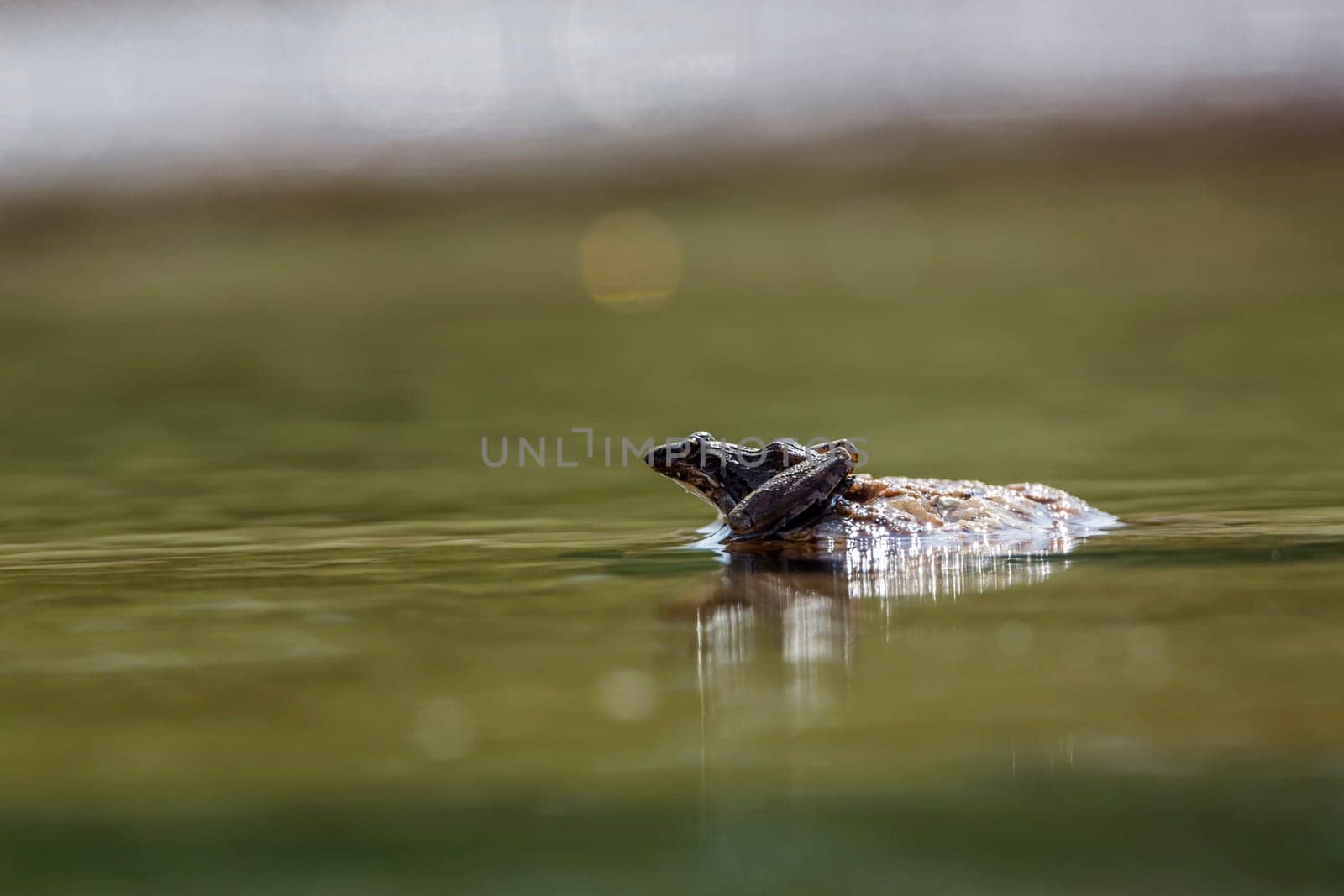 Drakensberg river frog on a rock in middle of water in Kruger National park, South Africa ; Specie Amietia delalandii  family of Pyxicephalidae