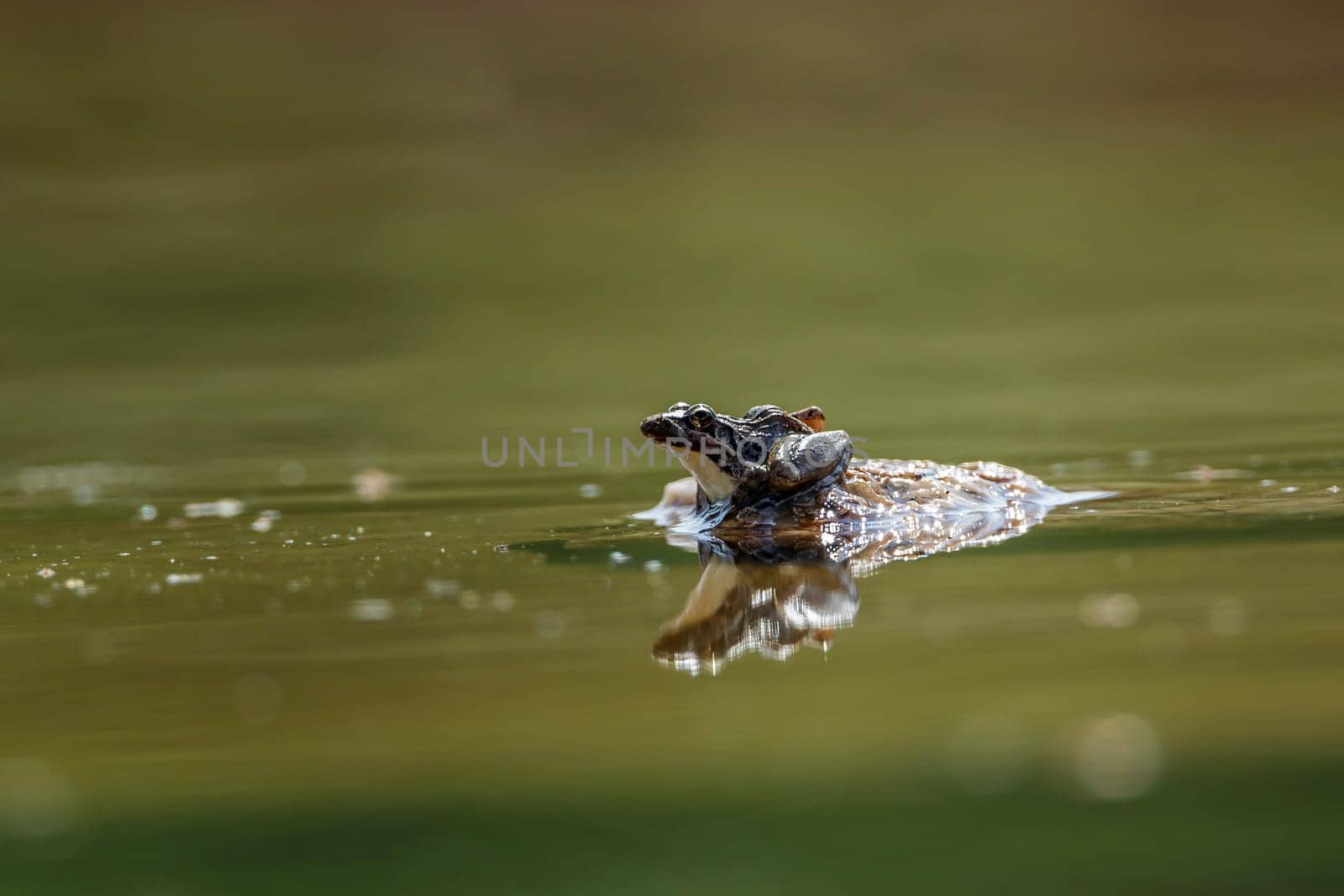 Drakensberg river frog on a rock in middle of water in Kruger National park, South Africa ; Specie Amietia delalandii  family of Pyxicephalidae