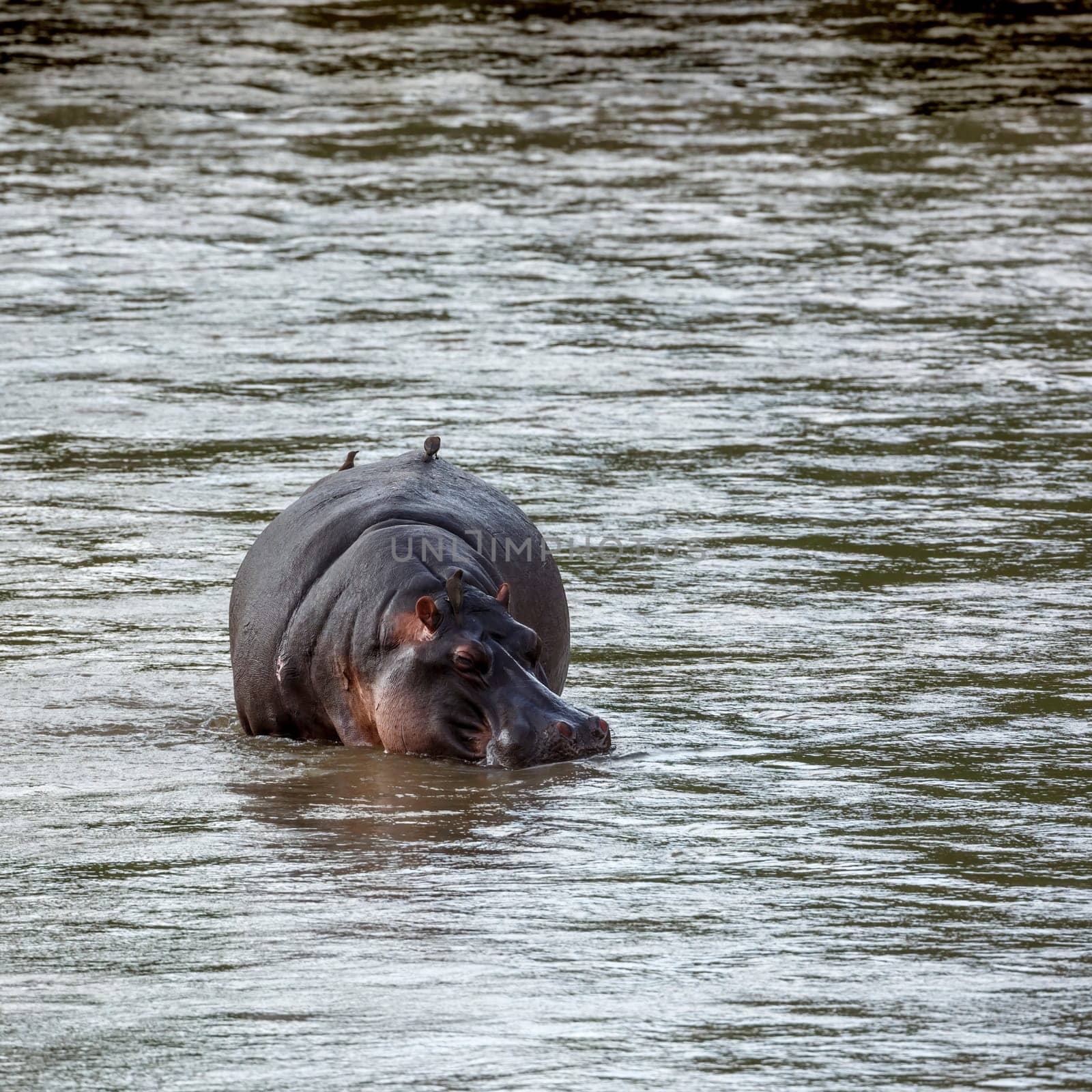 Hippopotamus in water front view with oxpecker in Kruger National park, South Africa ; Specie Hippopotamus amphibius family of Hippopotamidae