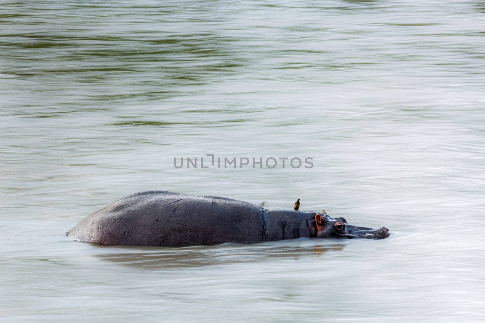 Hippopotamus swiming in flood river with long exposure effect in Kruger National park, South Africa ; Specie Hippopotamus amphibius family of Hippopotamidae
