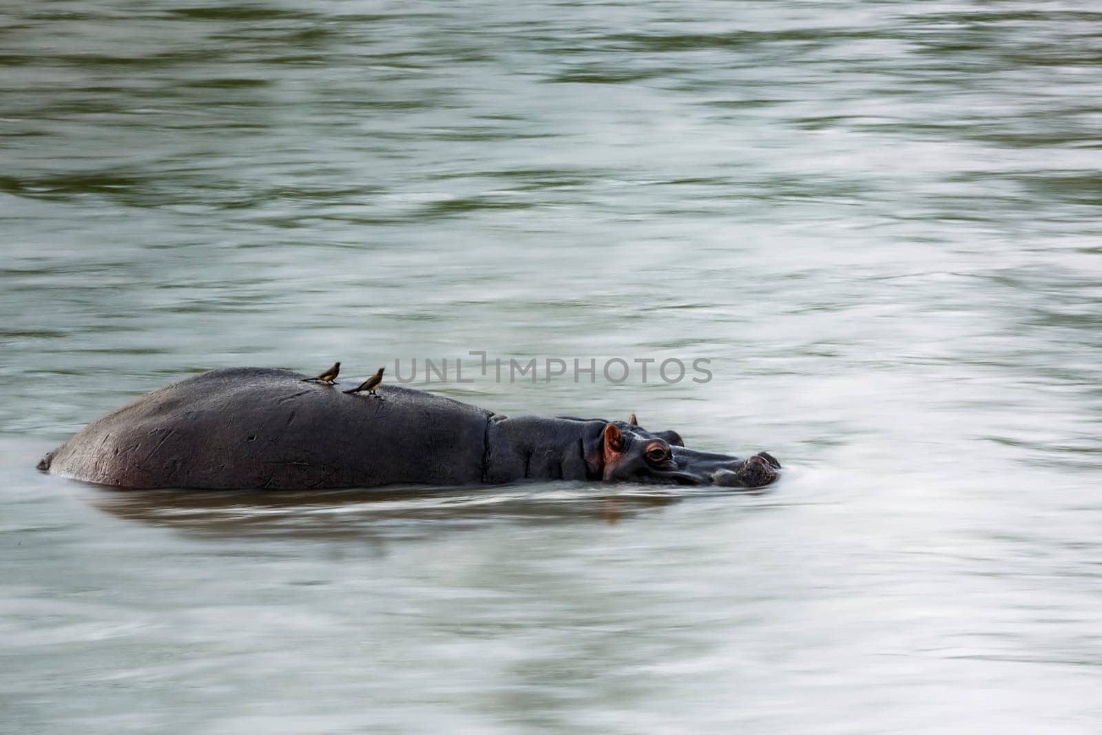 Hippopotamus swiming in flood river with long exposure effect in Kruger National park, South Africa ; Specie Hippopotamus amphibius family of Hippopotamidae