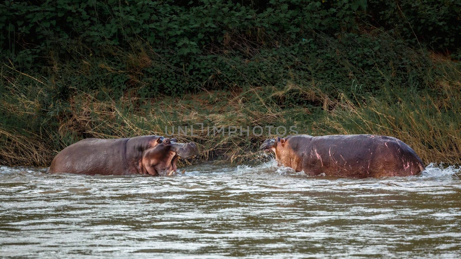 Two Hippopotamus fighting in river in Kruger National park, South Africa ; Specie Hippopotamus amphibius family of Hippopotamidae