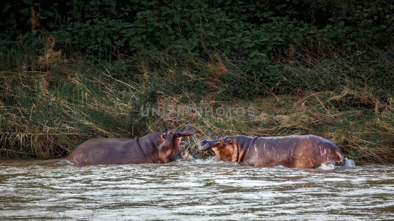 Two Hippopotamus fighting in river in Kruger National park, South Africa ; Specie Hippopotamus amphibius family of Hippopotamidae