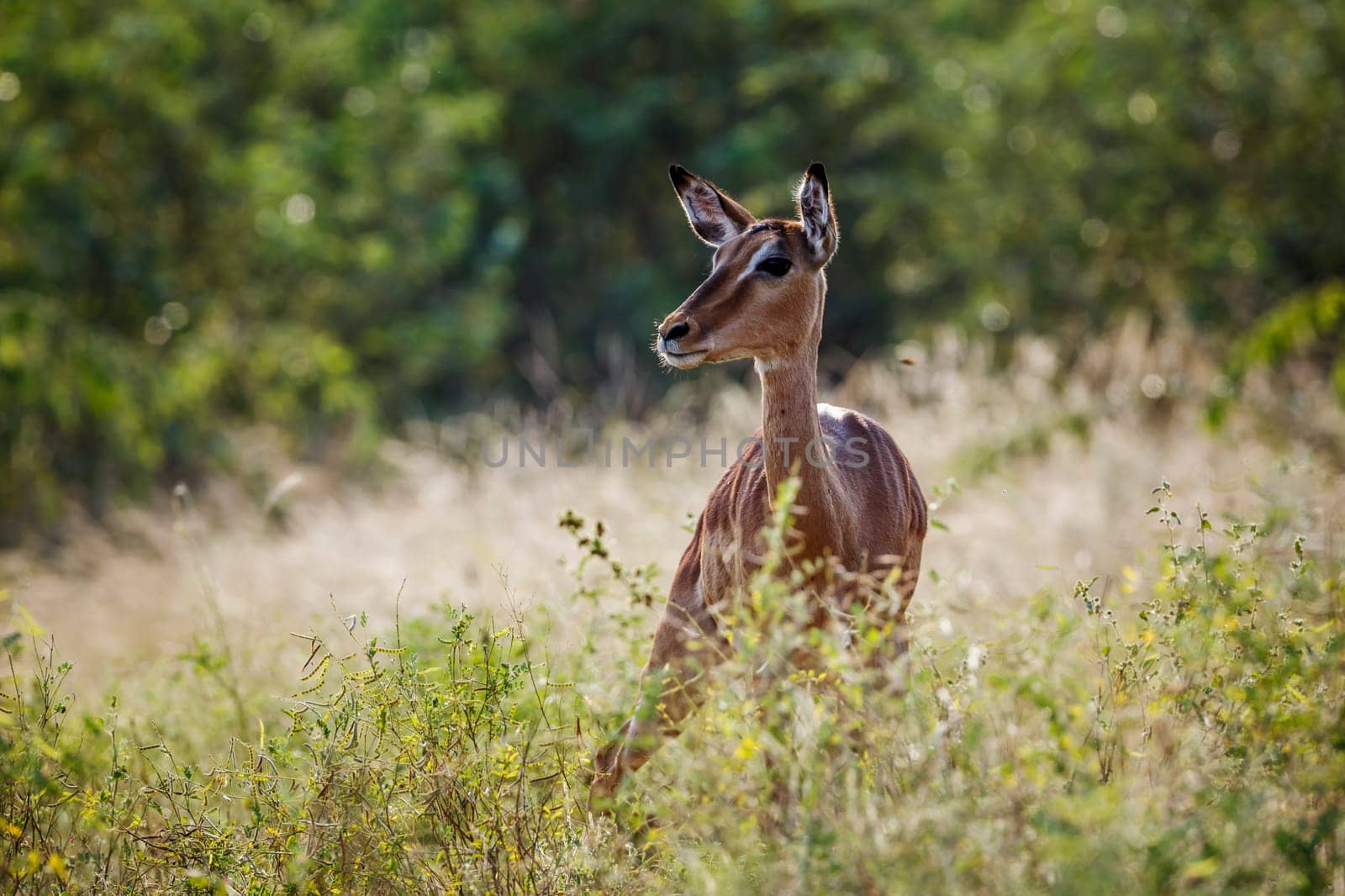 Common impala in Kruger national park, South Africa by PACOCOMO