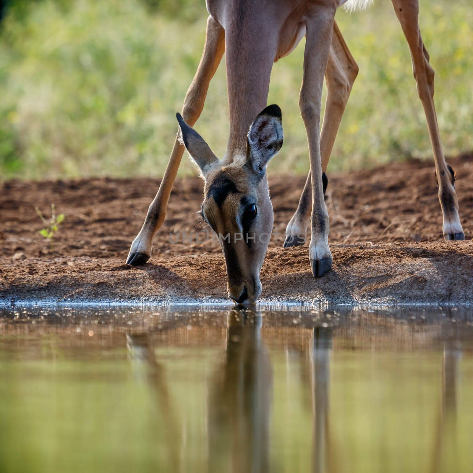 Common Impala female portrait drinking in waterhole in Kruger National park, South Africa ; Specie Aepyceros melampus family of Bovidae