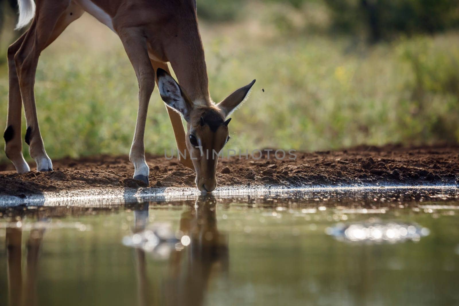 Young Common Impala male drinking in waterhole in Kruger National park, South Africa ; Specie Aepyceros melampus family of Bovidae
