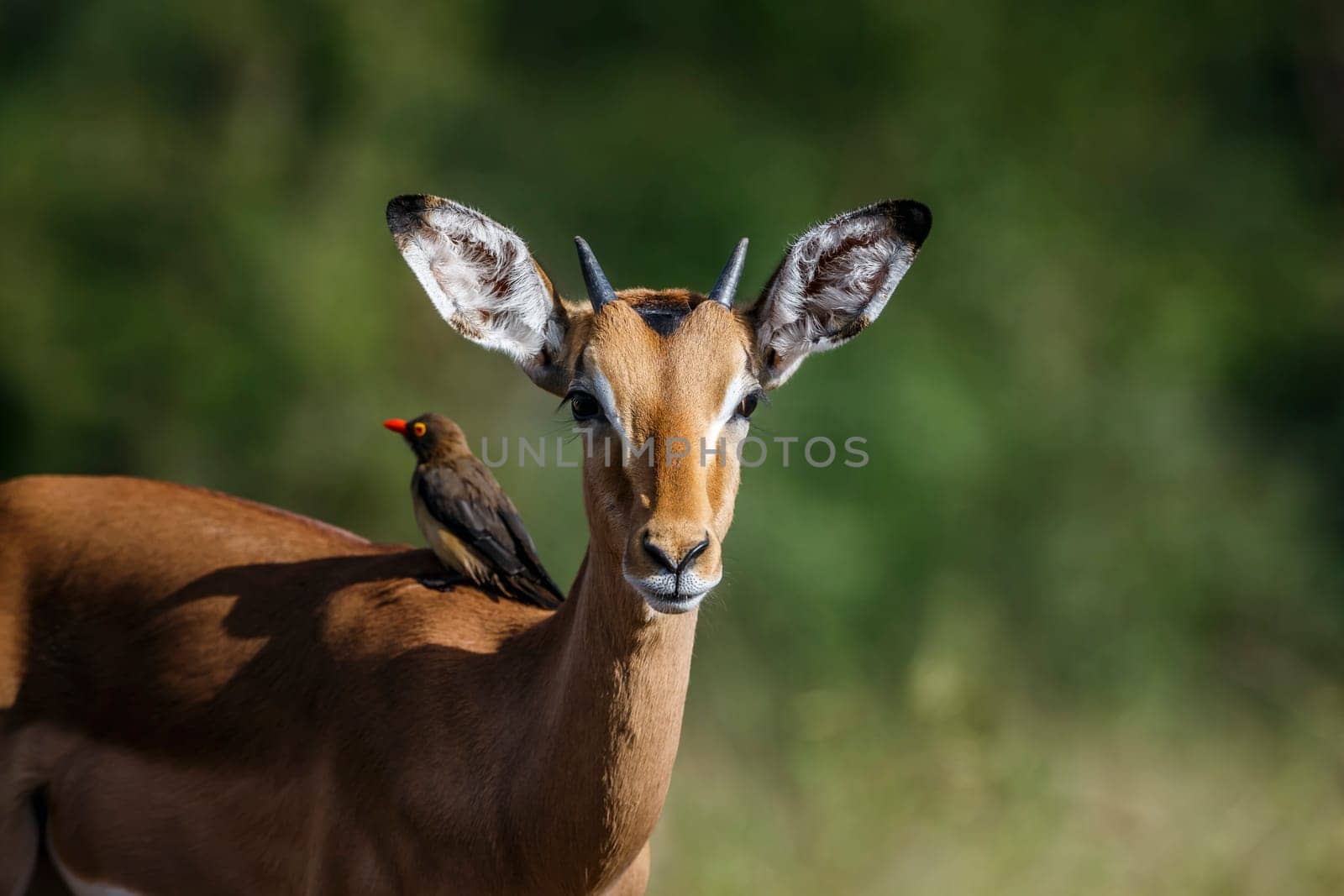 Common impala groomed by Red billed Oxpecker in Kruger National park, South Africa ; Specie Aepyceros melampus family of Bovidae and Specie Buphagus erythrorhynchus family of Buphagidae
