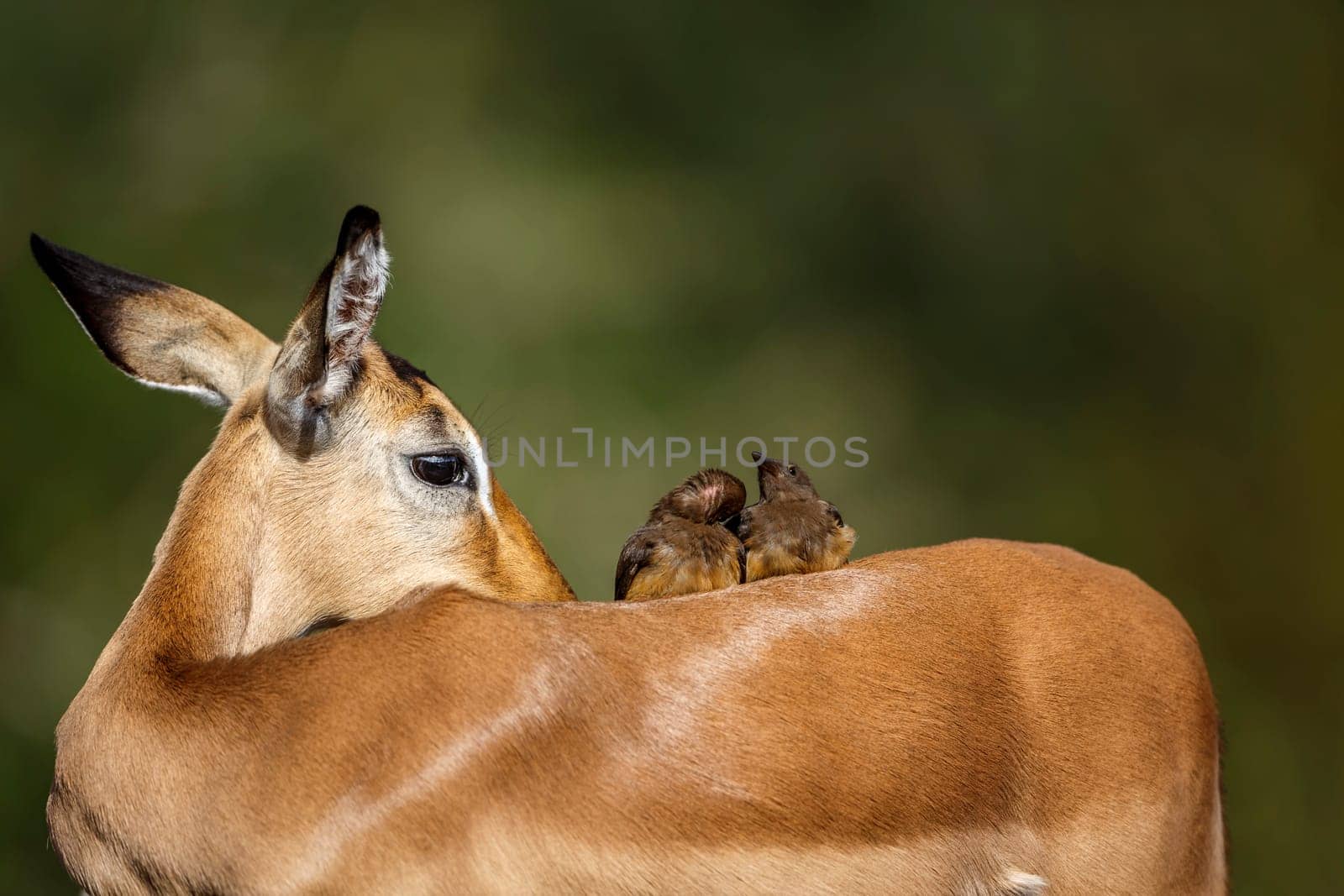 Two Red billed Oxpecker grooming on impala's back in Kruger National park, South Africa ; Specie Buphagus erythrorhynchus family of Buphagidae and Specie Aepyceros melampus family of Bovidae