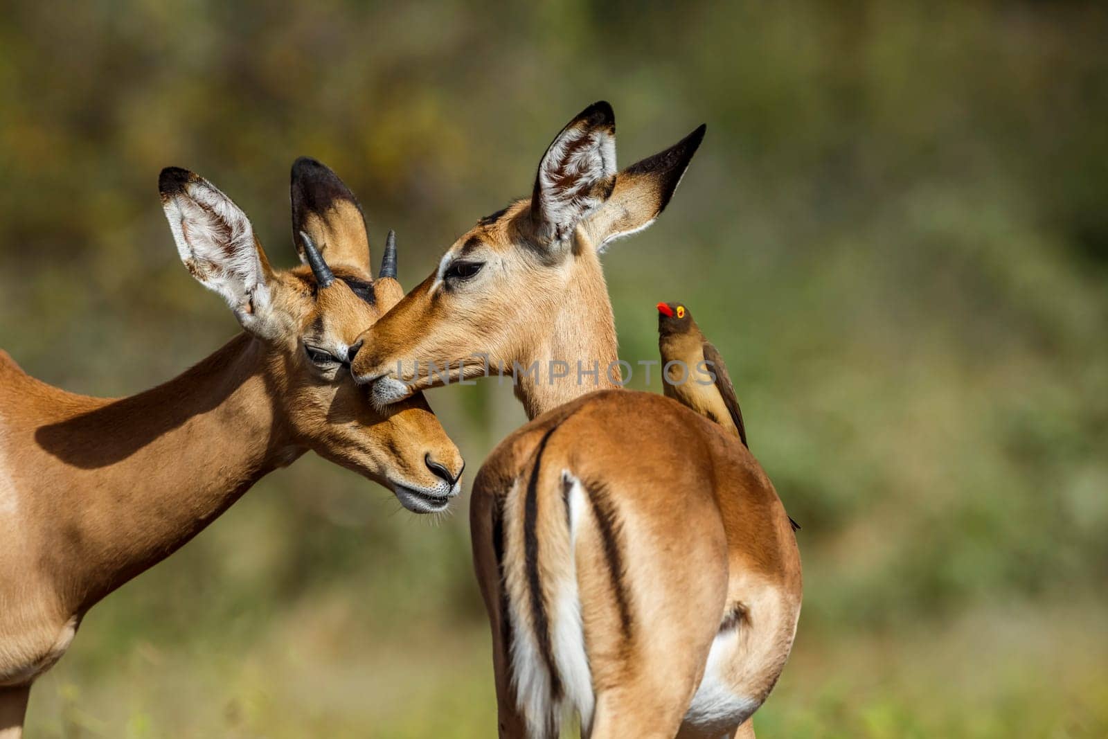 Common impala in Kruger national park, South Africa by PACOCOMO