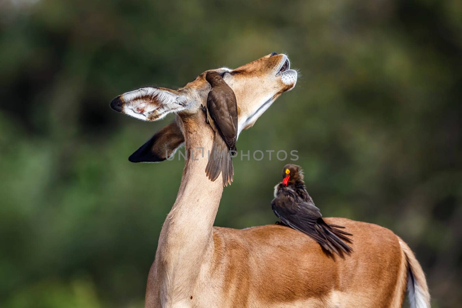 Three Red billed Oxpecker grooming common impala in Kruger National park, South Africa ; Specie Buphagus erythrorhynchus family of Buphagidae