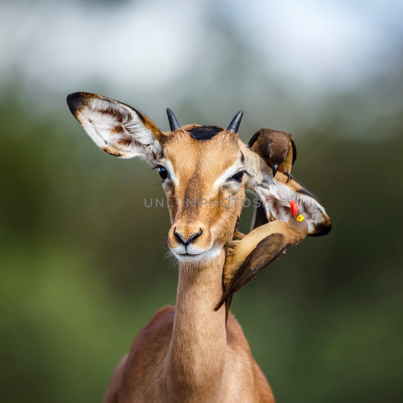Common Impala portrait with Red billed Oxpecker in Kruger National park, South Africa ; Specie Aepyceros melampus family of Bovidae  and Specie Buphagus erythrorhynchus family of Buphagidae