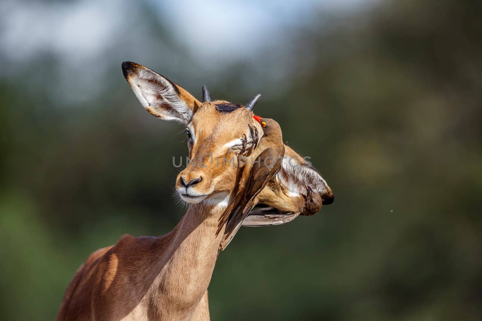 Common Impala portrait with Red billed Oxpecker in Kruger National park, South Africa ; Specie Aepyceros melampus family of Bovidae  and Specie Buphagus erythrorhynchus family of Buphagidae