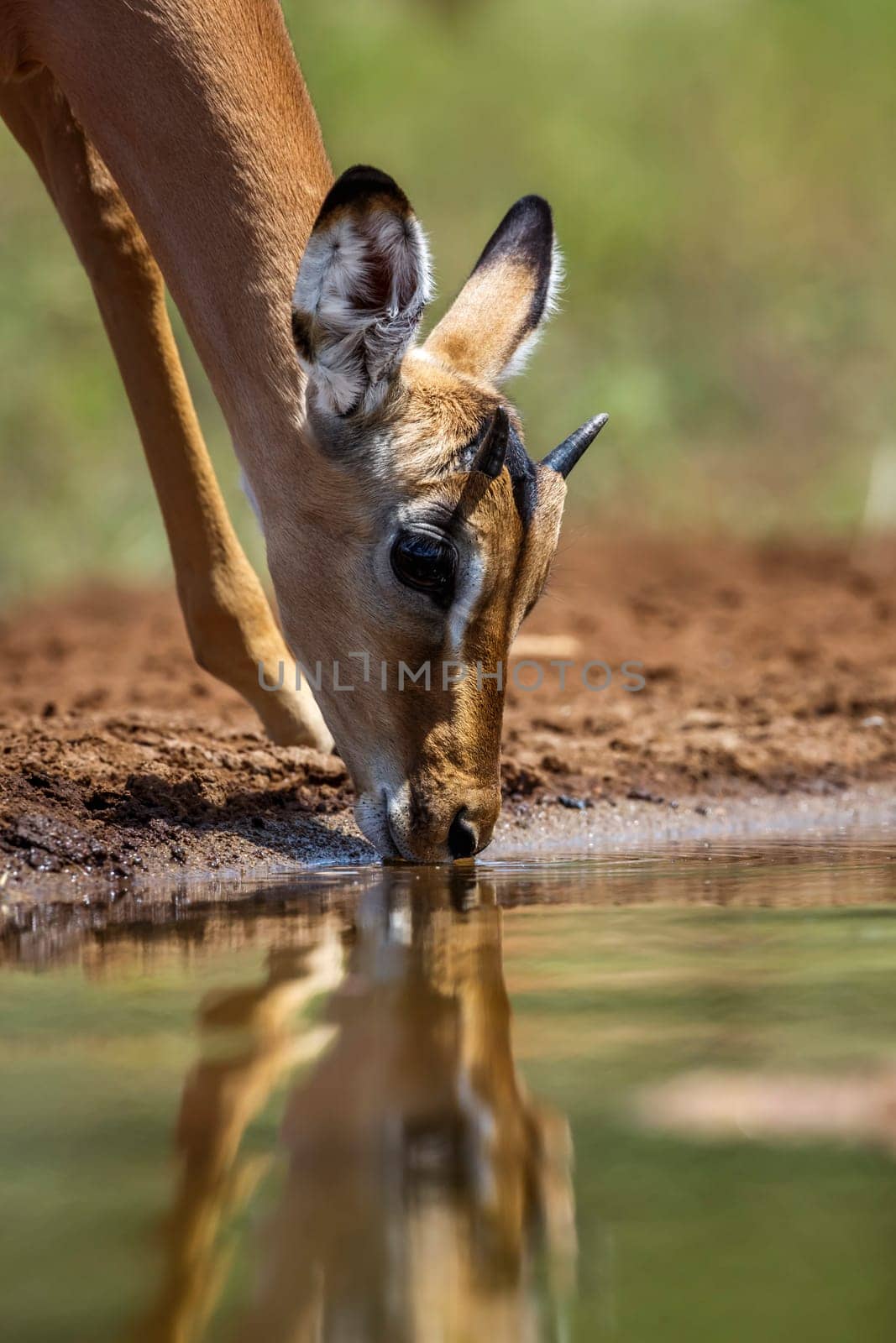 Common Impala young male portrait drinking in Kruger National park, South Africa ; Specie Aepyceros melampus family of Bovidae
