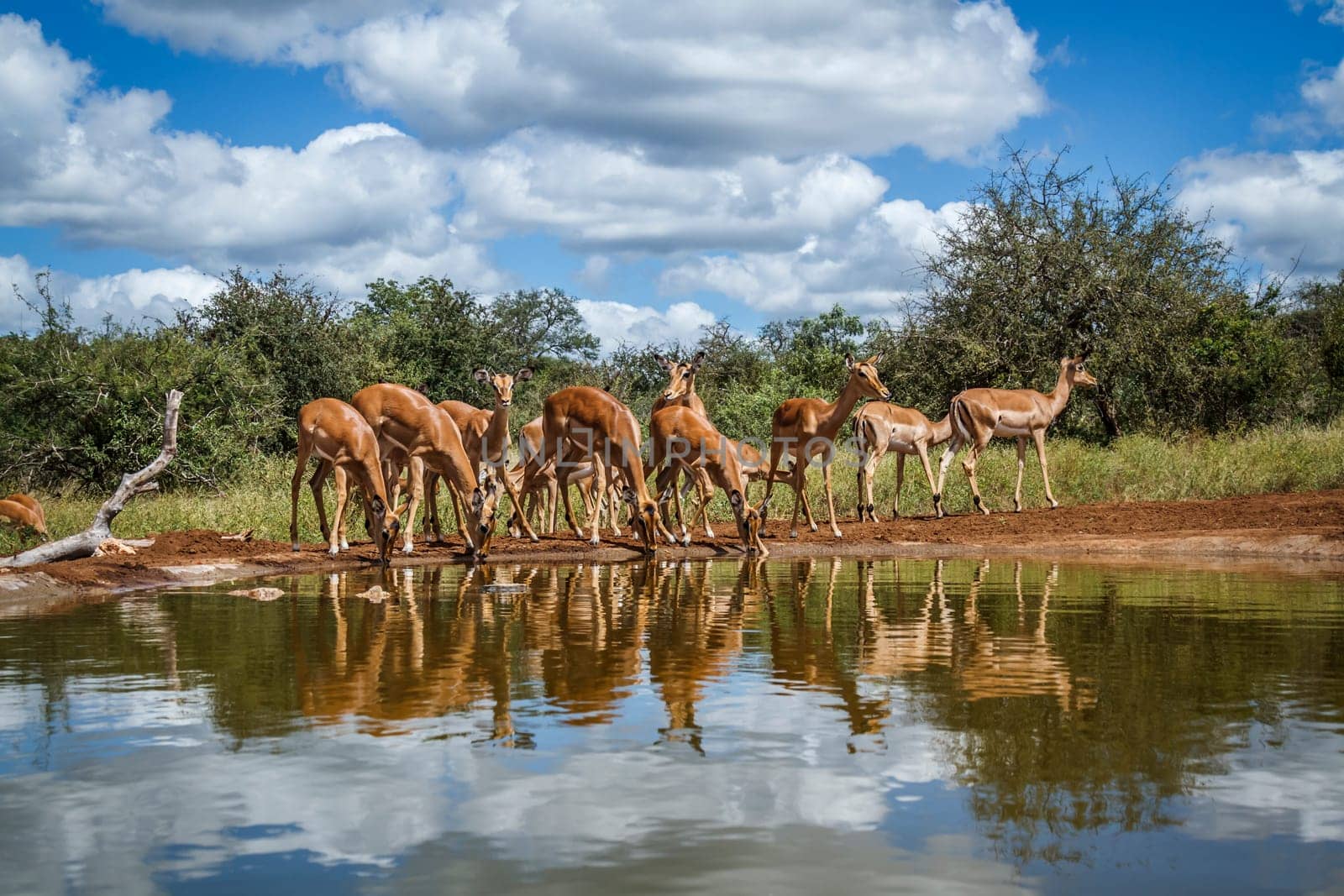 Common impala in Kruger national park, South Africa by PACOCOMO