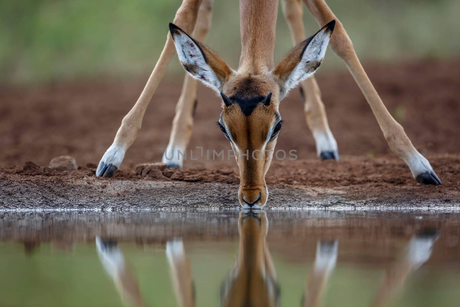 Common Impala portrait drinking front view with reflection in Kruger National park, South Africa ; Specie Aepyceros melampus family of Bovidae