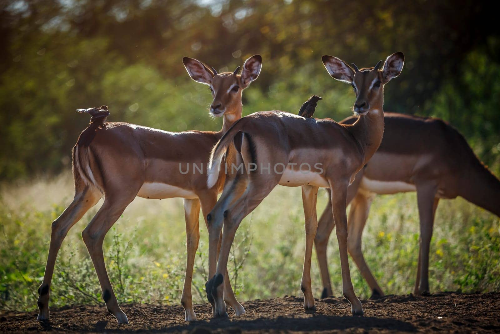 Two young male Impala in alert in Kruger National park, South Africa ; Specie Aepyceros melampus family of Bovidae
