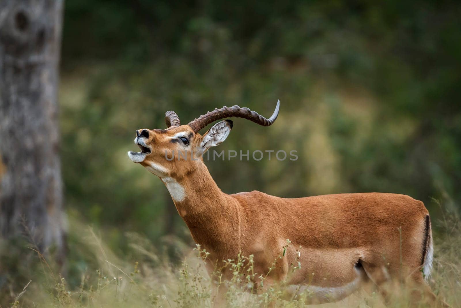 Common Impala horned male portrait calling in Kruger National park, South Africa ; Specie Aepyceros melampus family of Bovidae