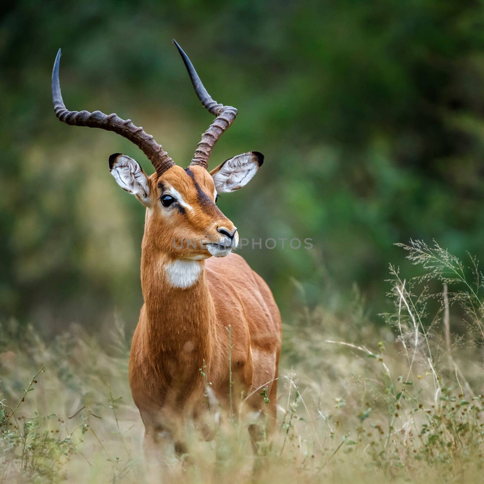 Common Impala horned male portrait in Kruger National park, South Africa ; Specie Aepyceros melampus family of Bovidae