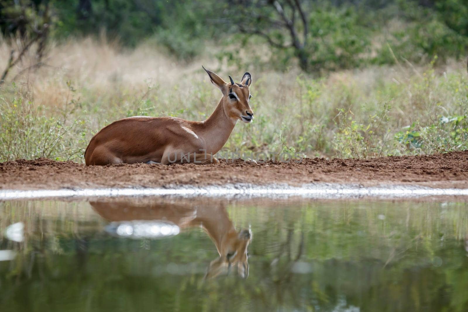 Common Impala young male lying down along waterhole in Kruger National park, South Africa ; Specie Aepyceros melampus family of Bovidae