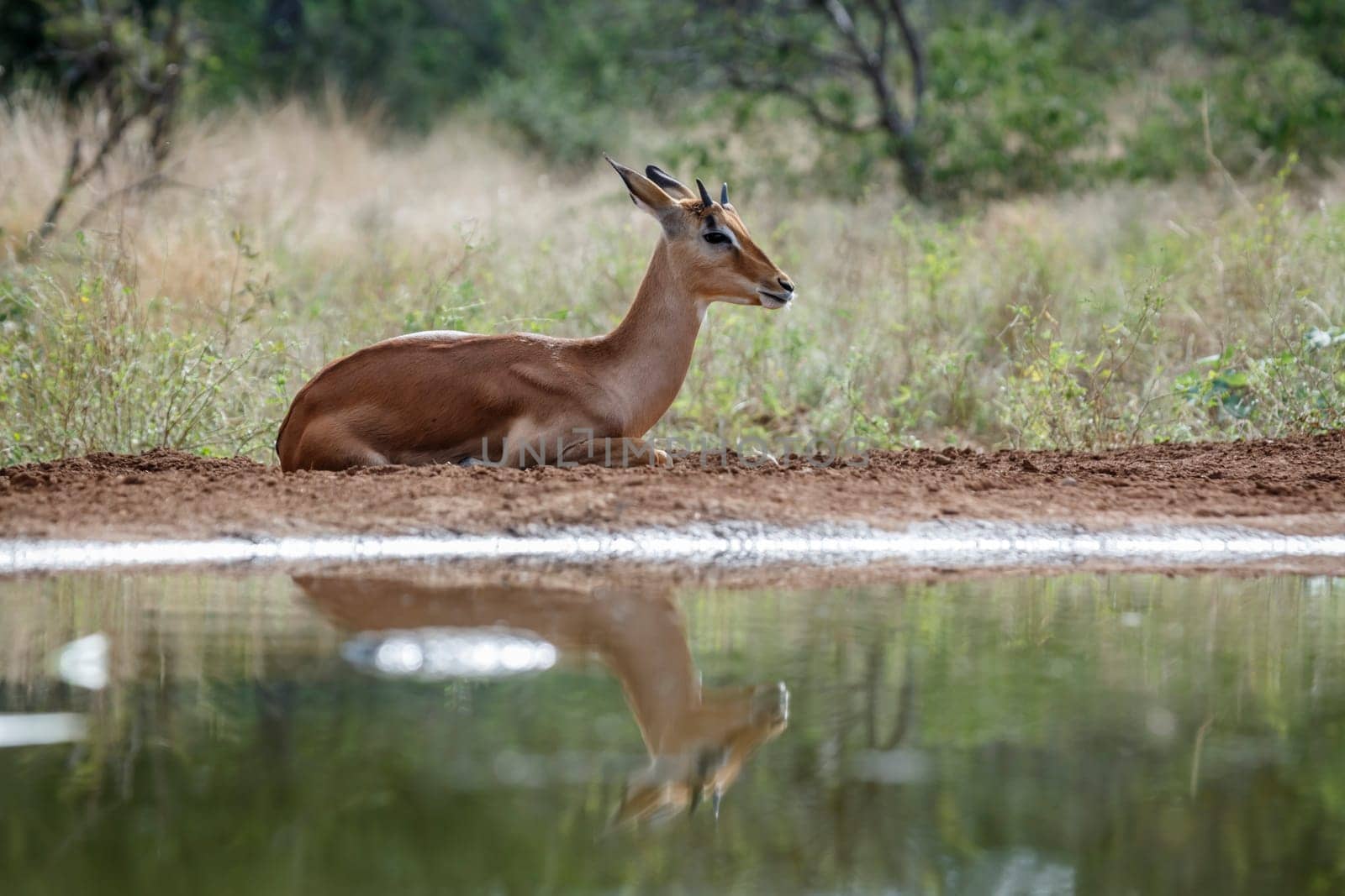 Common Impala young male lying down along waterhole in Kruger National park, South Africa ; Specie Aepyceros melampus family of Bovidae