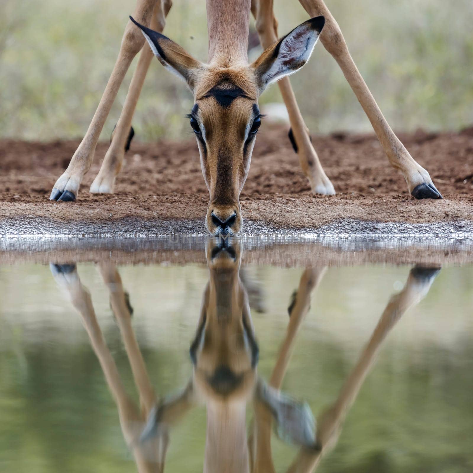 Common Impala portrait front view drinking at waterhole with reflection in Kruger National park, South Africa ; Specie Aepyceros melampus family of Bovidae