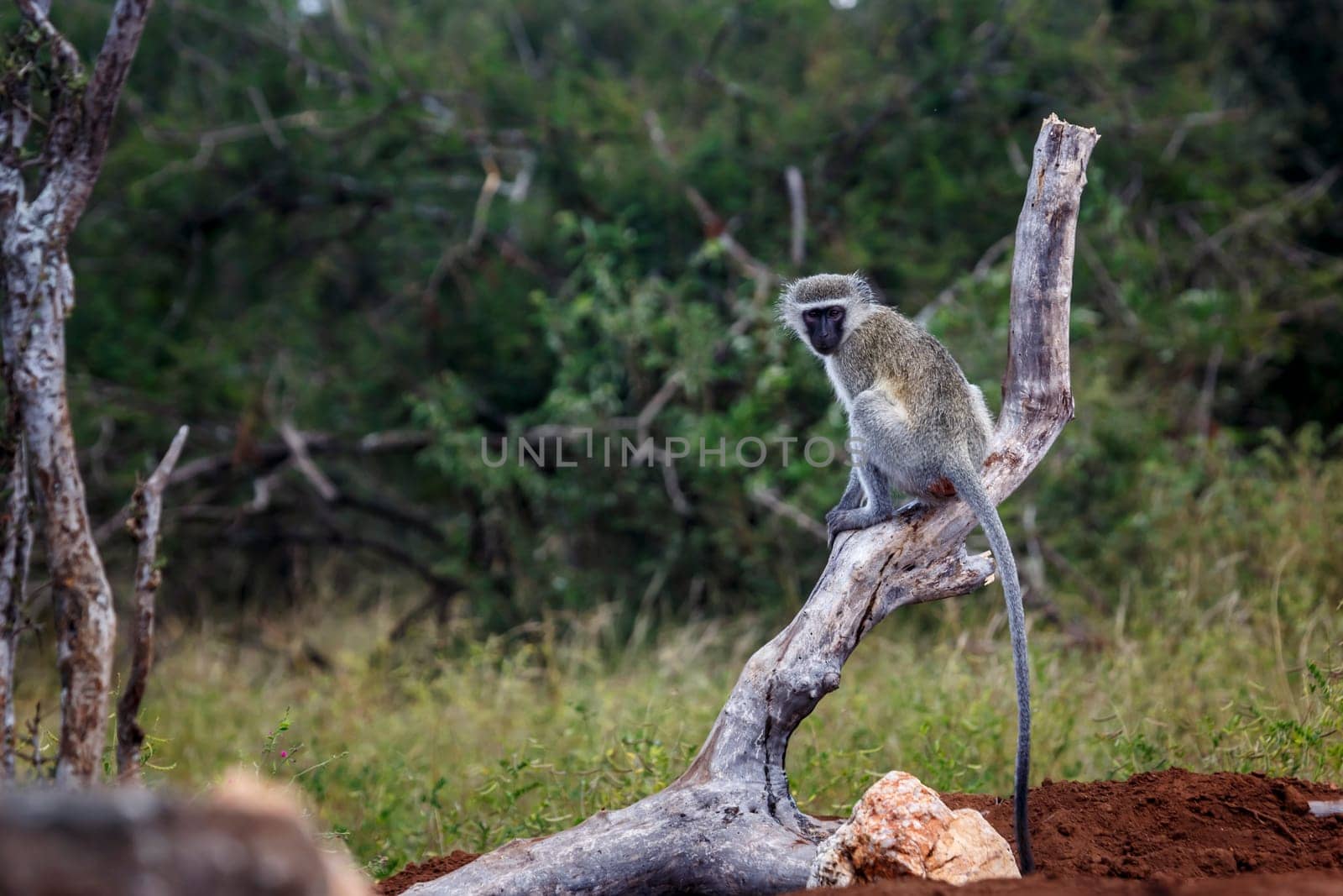 Vervet monkey standing on a log in Kruger National park, South Africa ; Specie Chlorocebus pygerythrus family of Cercopithecidae