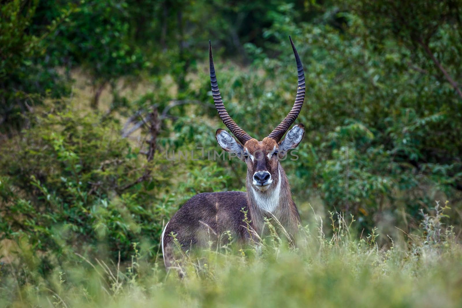 Common waterbuck in Kruger national park, South Africa by PACOCOMO