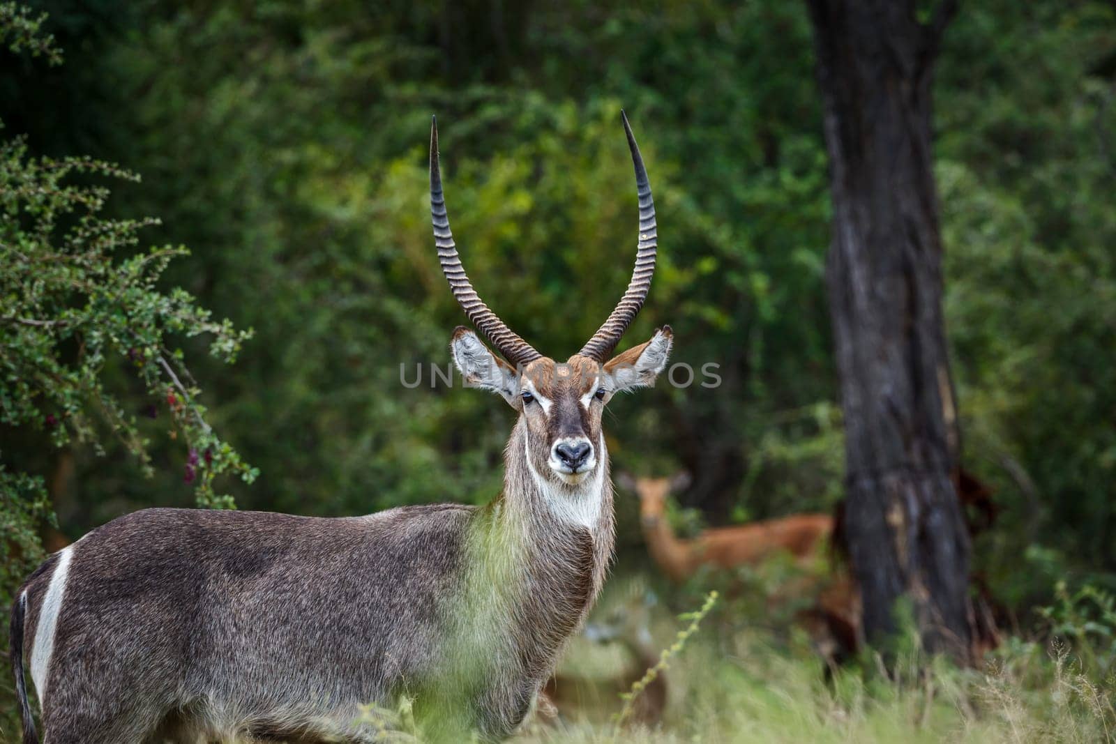 Common Waterbuck male in the bush in Kruger National park, South Africa ; Specie Kobus ellipsiprymnus family of Bovidae