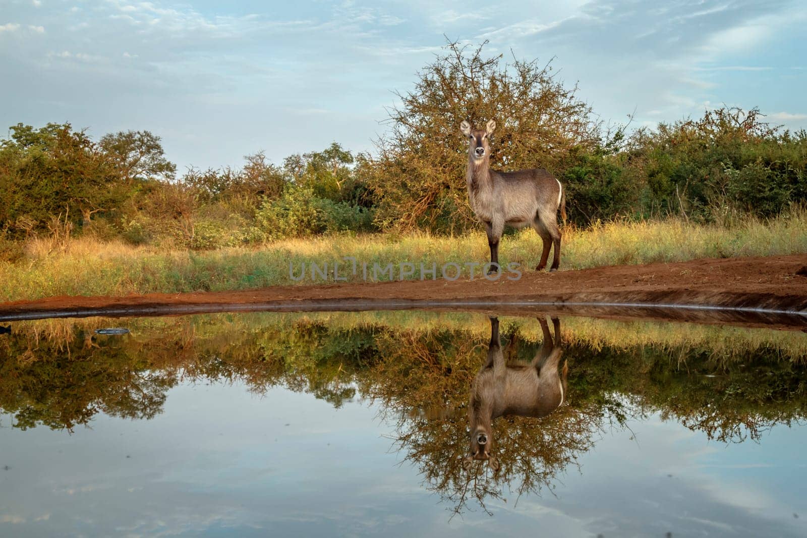 Common waterbuck in Kruger national park, South Africa by PACOCOMO