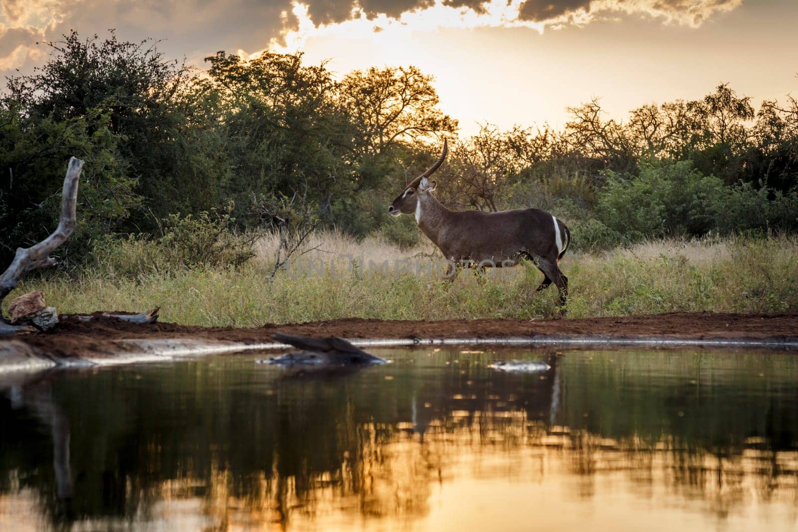 Common waterbuck in Kruger national park, South Africa by PACOCOMO