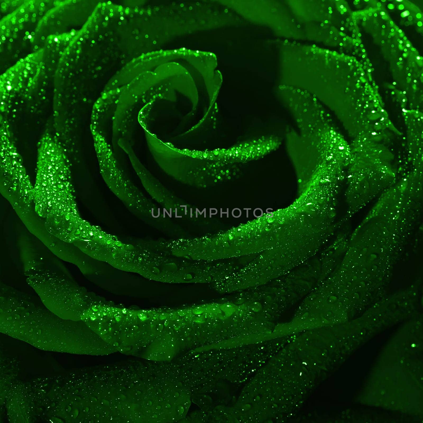 Blooming green rose bud in water drops close-up on a black background, use as background, wallpaper, greeting card