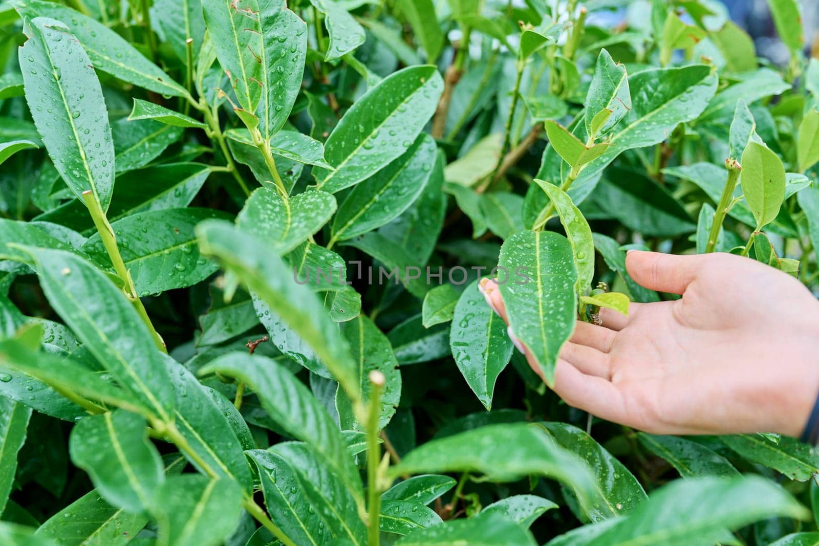 Close-up leaves of a cherry laurel plant.