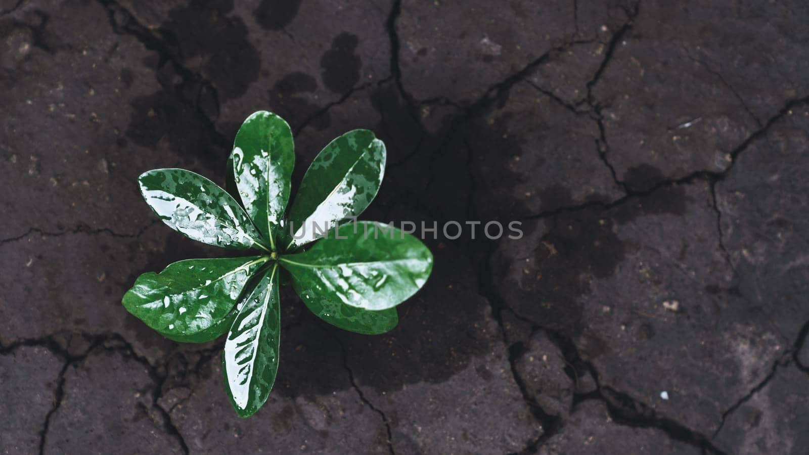 Top view seedling plant growing on rich nutrient fertilized soil as ecology and environment concept symbolizes importance of environmental awareness and sustainable ecosystem. Gyre